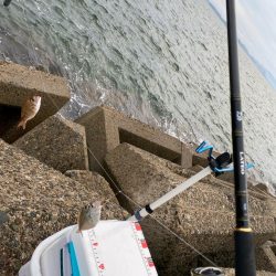 シロギスタ:小時々、中