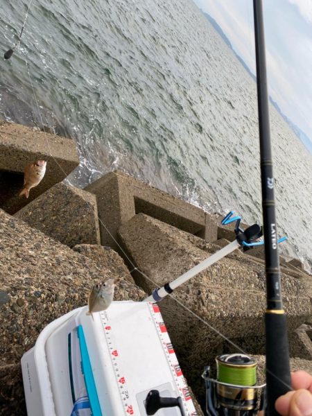 シロギスタ:小時々、中