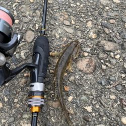 淀川ハゼ釣り大会2025