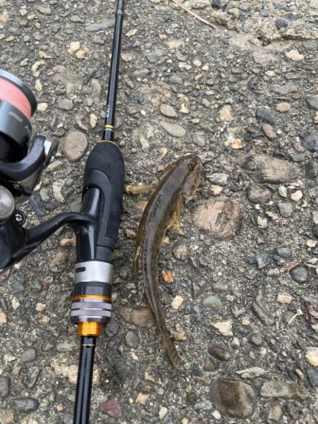 淀川ハゼ釣り大会2025