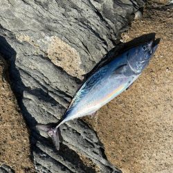 ほんとの磯デビュー