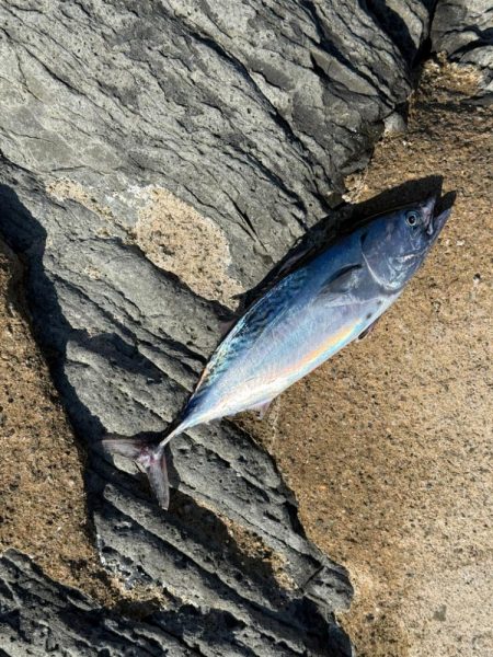 ほんとの磯デビュー