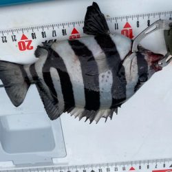 音速アワセのシロギスタ