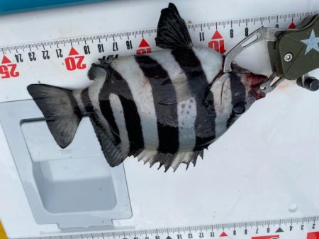 音速アワセのシロギスタ