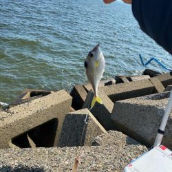 シロギスタ:淡々フィッシング