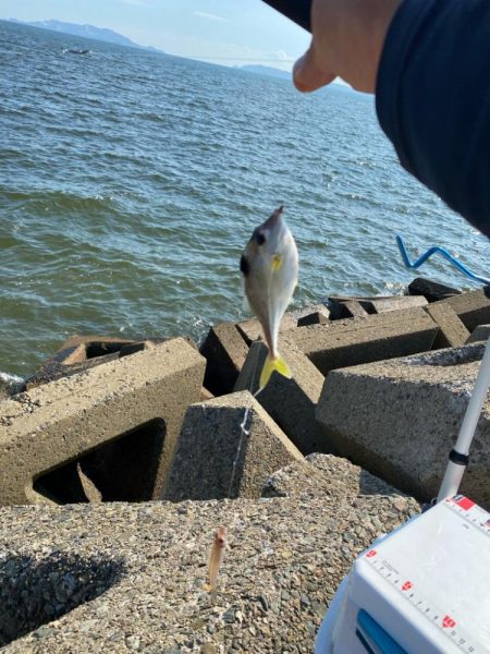 シロギスタ:淡々フィッシング