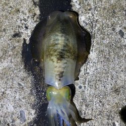 軍艦グリーンでアオリイカ