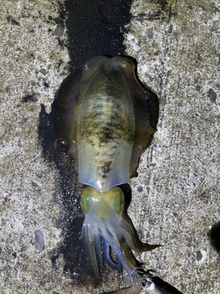 軍艦グリーンでアオリイカ