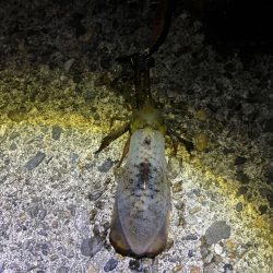 ナイトエギングです