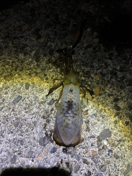 ナイトエギングです