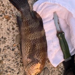 珍しくエギング