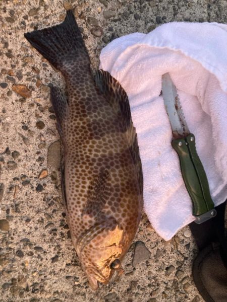 珍しくエギング