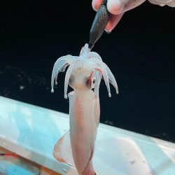 渋くなったマイカ釣り