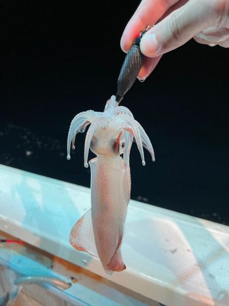 渋くなったマイカ釣り