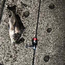 排水エリアでチヌ！