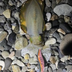 25-26シーズン アオリイカ開幕