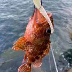 朝マヅメチャンス！？