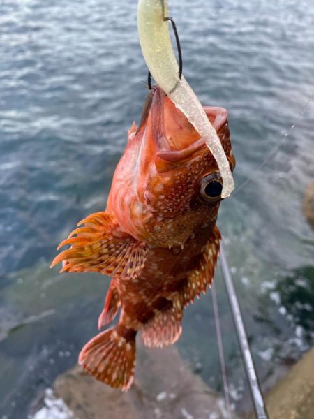 朝マヅメチャンス！？