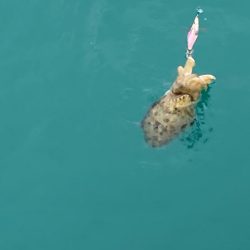 今年も厳しい秋イカのらはじまり