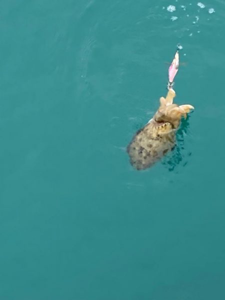 今年も厳しい秋イカのらはじまり