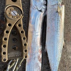 せっかくの、、