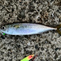 ジグサビキ　31