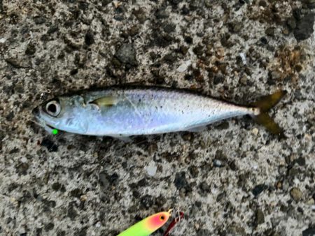 ジグサビキ　31