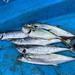 神戸沖無限サゴシ