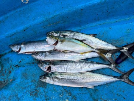 神戸沖無限サゴシ