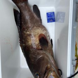 良型のコアラキャッチ