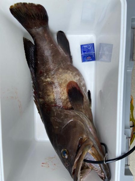 良型のコアラキャッチ