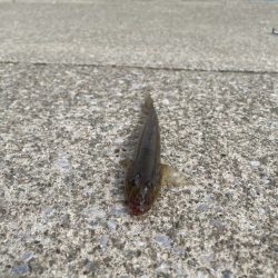 ファミリーフィッシング