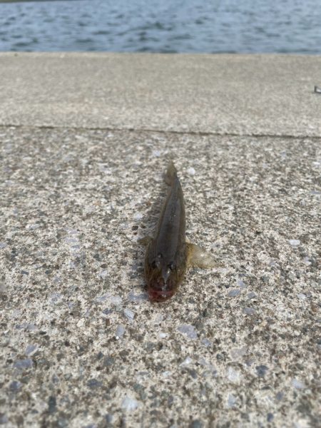 ファミリーフィッシング