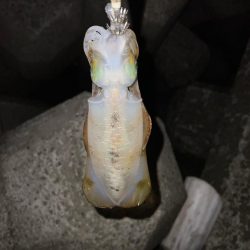 かわいいサイズ