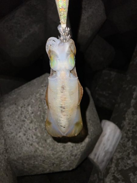 かわいいサイズ