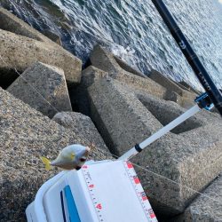 まだまだ暑い、夕刻のシロギスタ