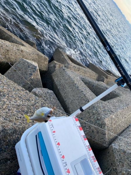 まだまだ暑い、夕刻のシロギスタ