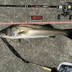 一群ルアー総動員で挑んだけど…