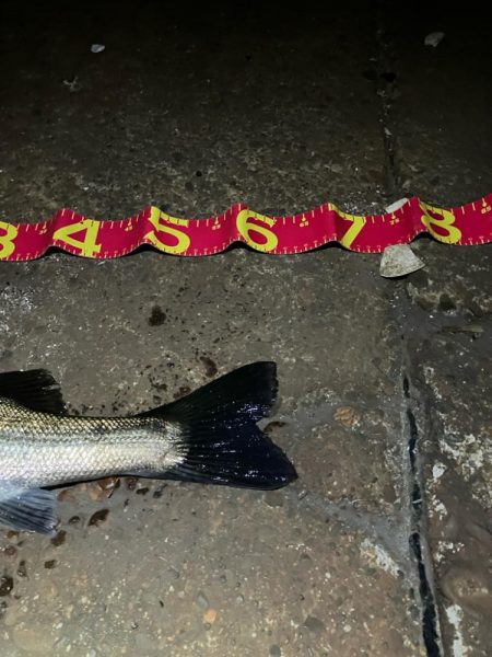 秋シーバススタートか⁉︎