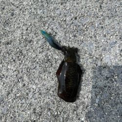 今回は、ミニアオリイカのみ………