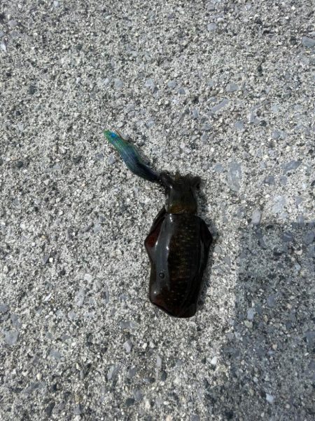 今回は、ミニアオリイカのみ………