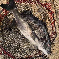 ヘチってきました