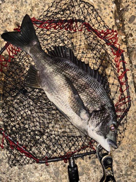 ヘチってきました