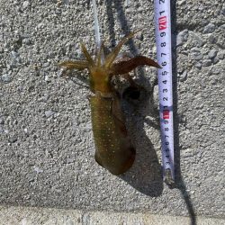 今日は、デカめも釣れました〜‼️