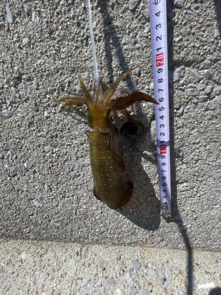 今日は、デカめも釣れました〜‼…