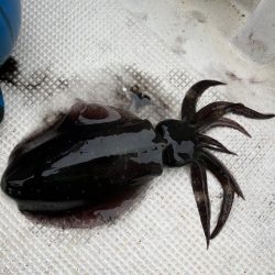 イカ釣り