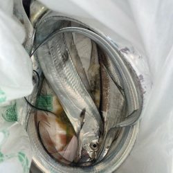 青物まだ夏パターン。タチウオ は元気。