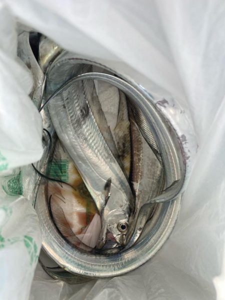 青物まだ夏パターン。タチウオ は元気。