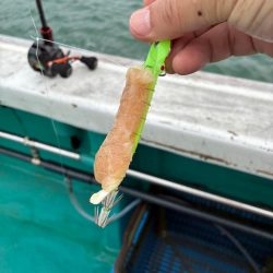 イカメタル7回目今期ラスト釣行