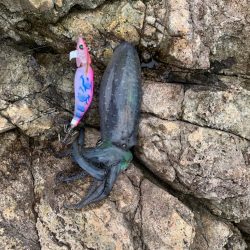 まだまだ小さい